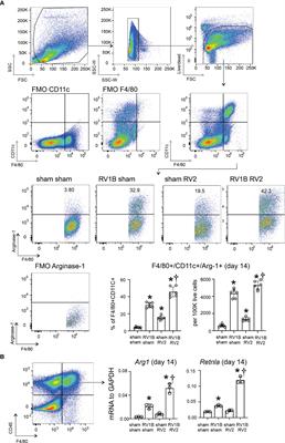 M2 Macrophages promote IL-33 expression, ILC2 expansion and mucous metaplasia in response to early life rhinovirus infections